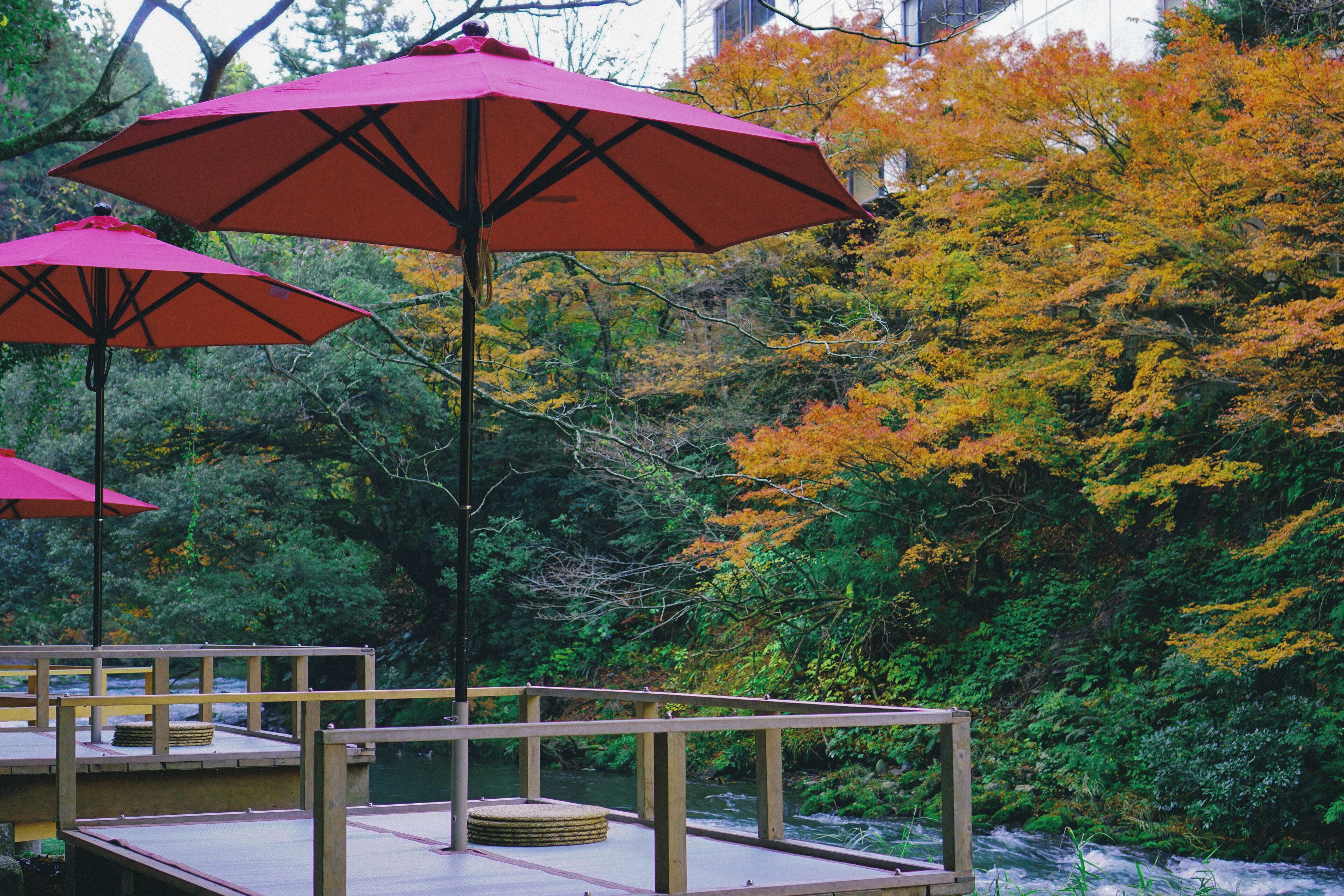 花紫 Expedia提供写真