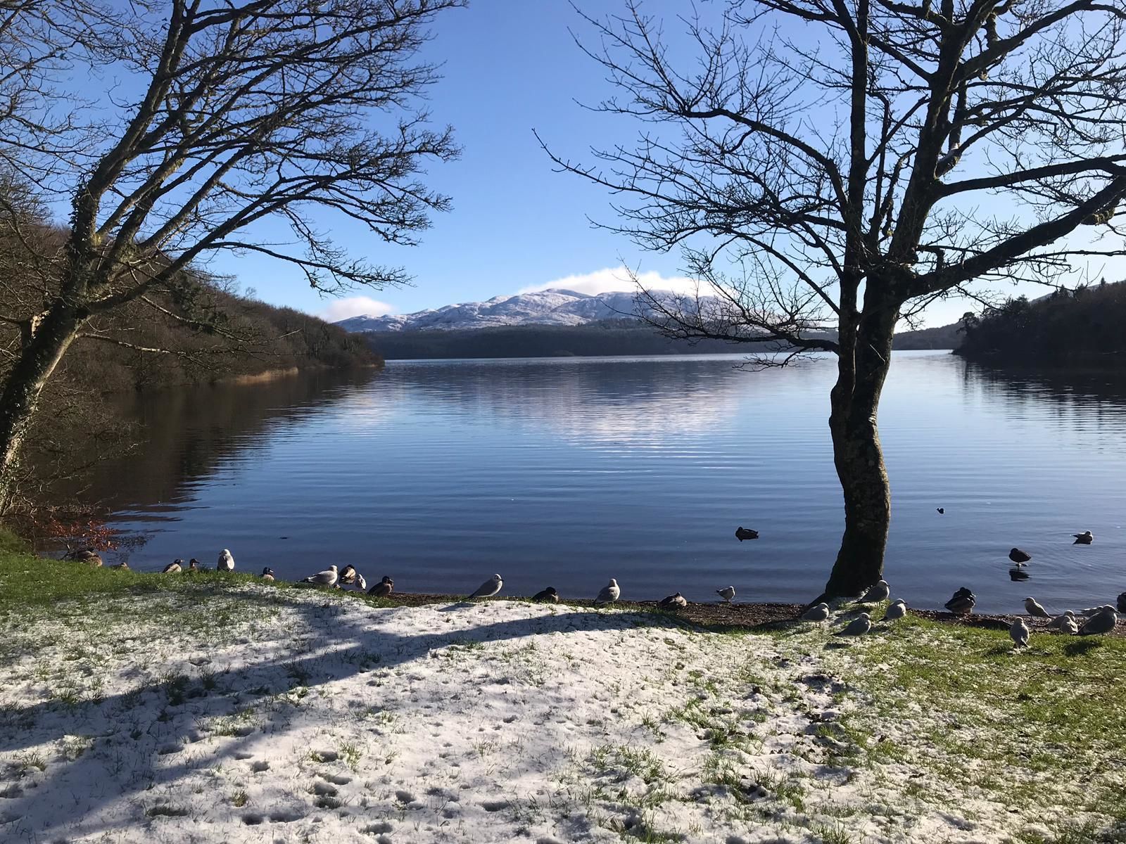 Un lago tranquilo con montañas nevadas al fondo, rodeado de árboles y una zona cubierta de césped con gaviotas.
