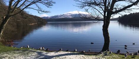 Un lago tranquilo con montañas nevadas al fondo, rodeado de árboles y una zona cubierta de césped con gaviotas.