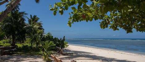 A beach with lounge chairs and a palm tree.
