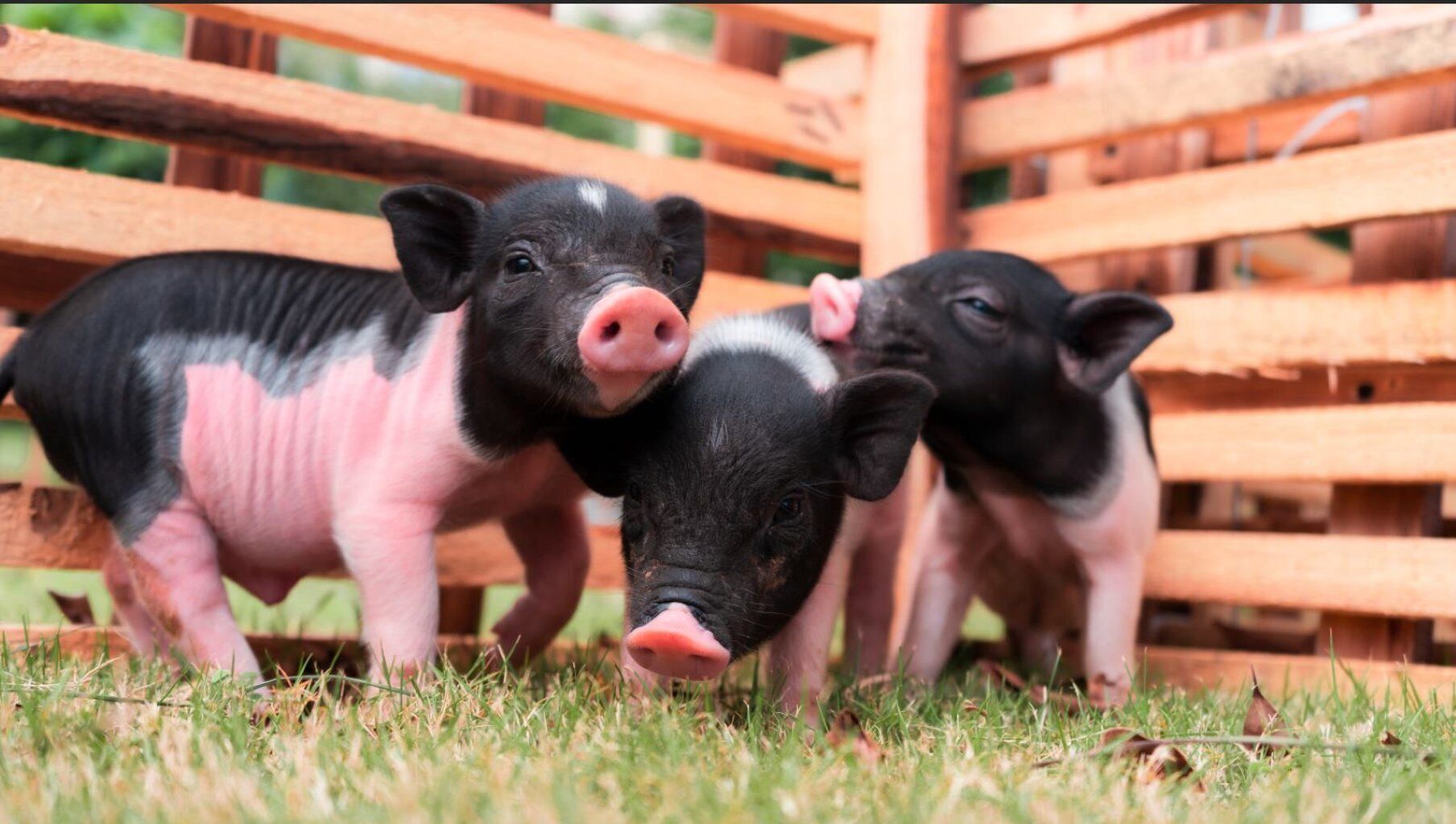 Drie varkens staan in een grasrijk gebied met een houten hek op de achtergrond.