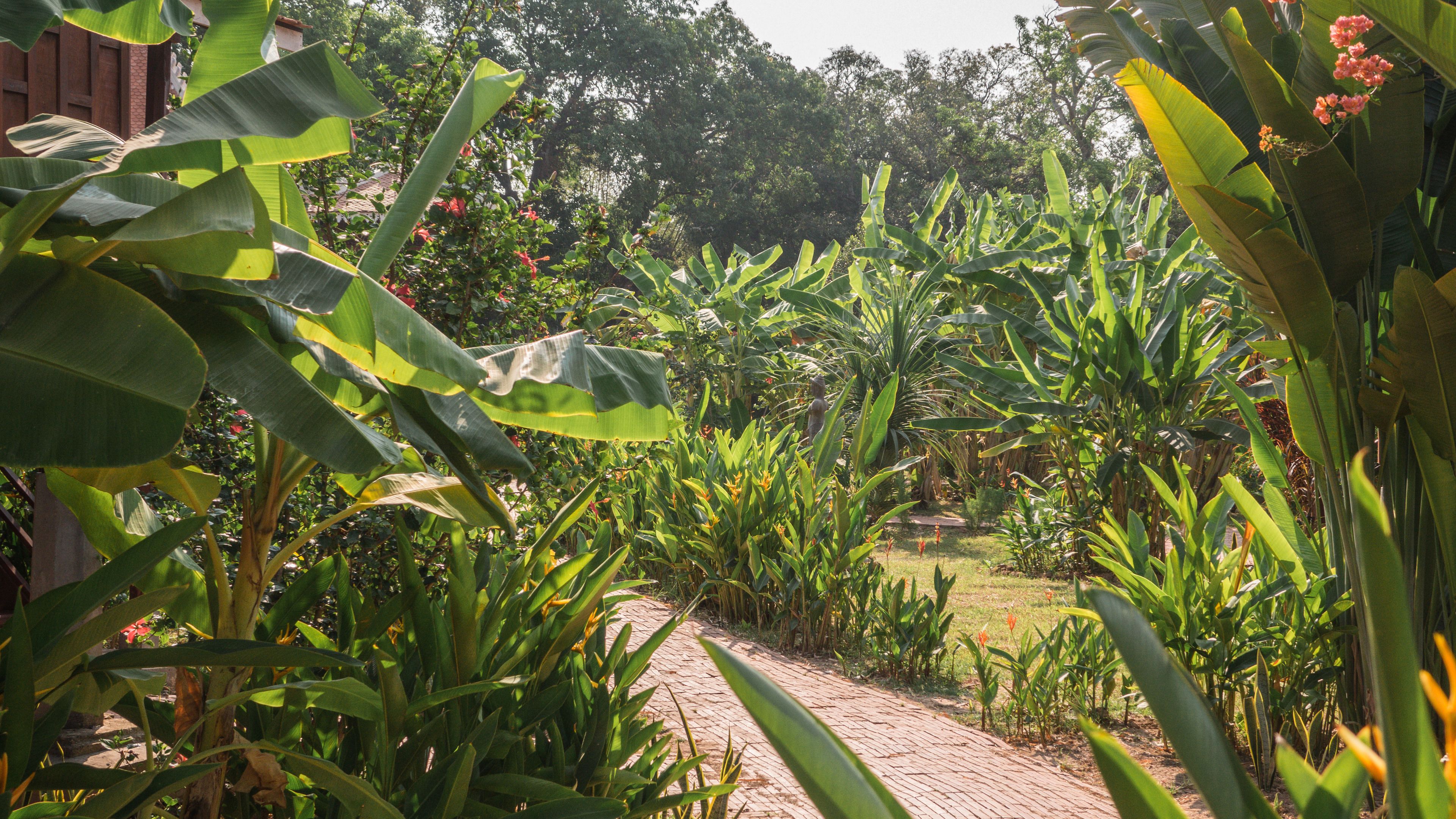 Un sendero en un jardín rodeado de abundante follaje y plantas de banano.