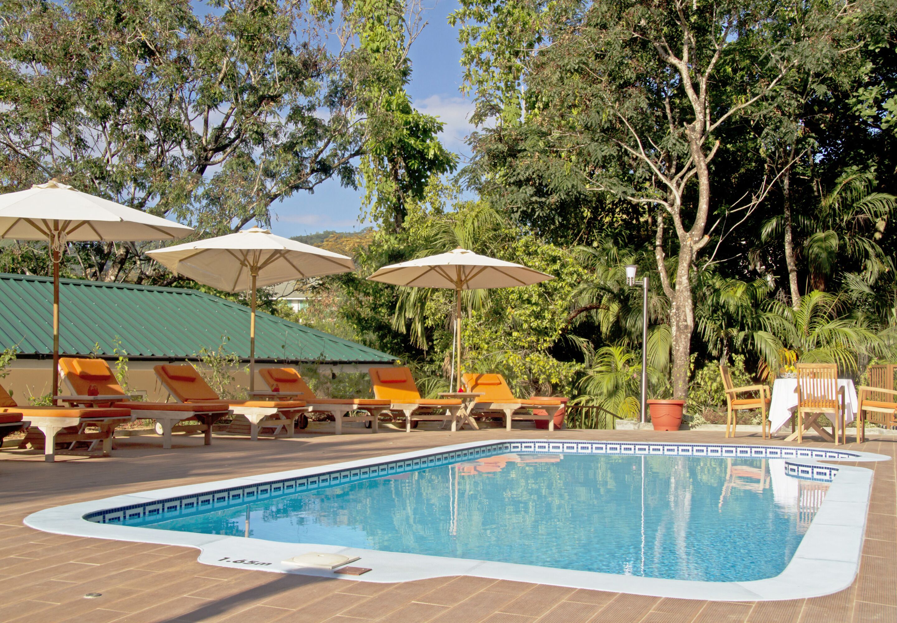 Une piscine entourée d’arbres, avec des chaises longues et des parasols.