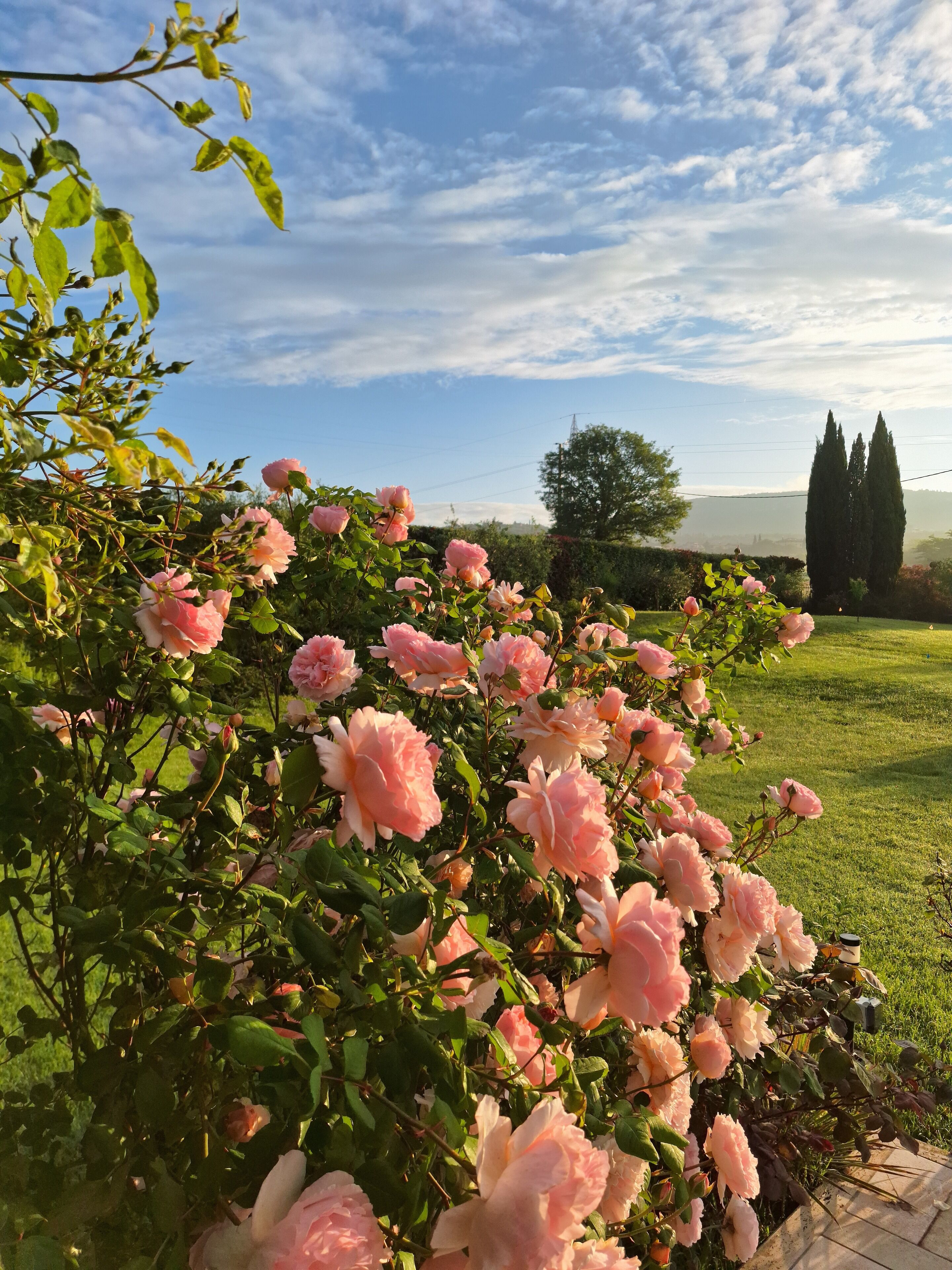 A garden with pink roses and a grassy area with tall trees.