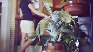 Une personne s’occupant de plantes en pot dans une pièce dont un mur est en briques et qui contient un meuble en bois.