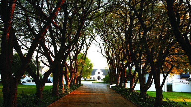 A pathway flanked by trees leading to a building with a white facade.