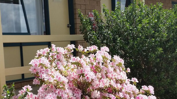 A building with a number '15' on the wall, a brick facade, and a well-maintained garden with pink flowering bushes.