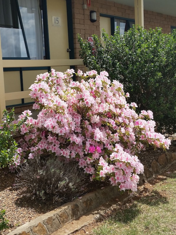 Garden - Hideaway Motor Inn Armidale (Armidale)