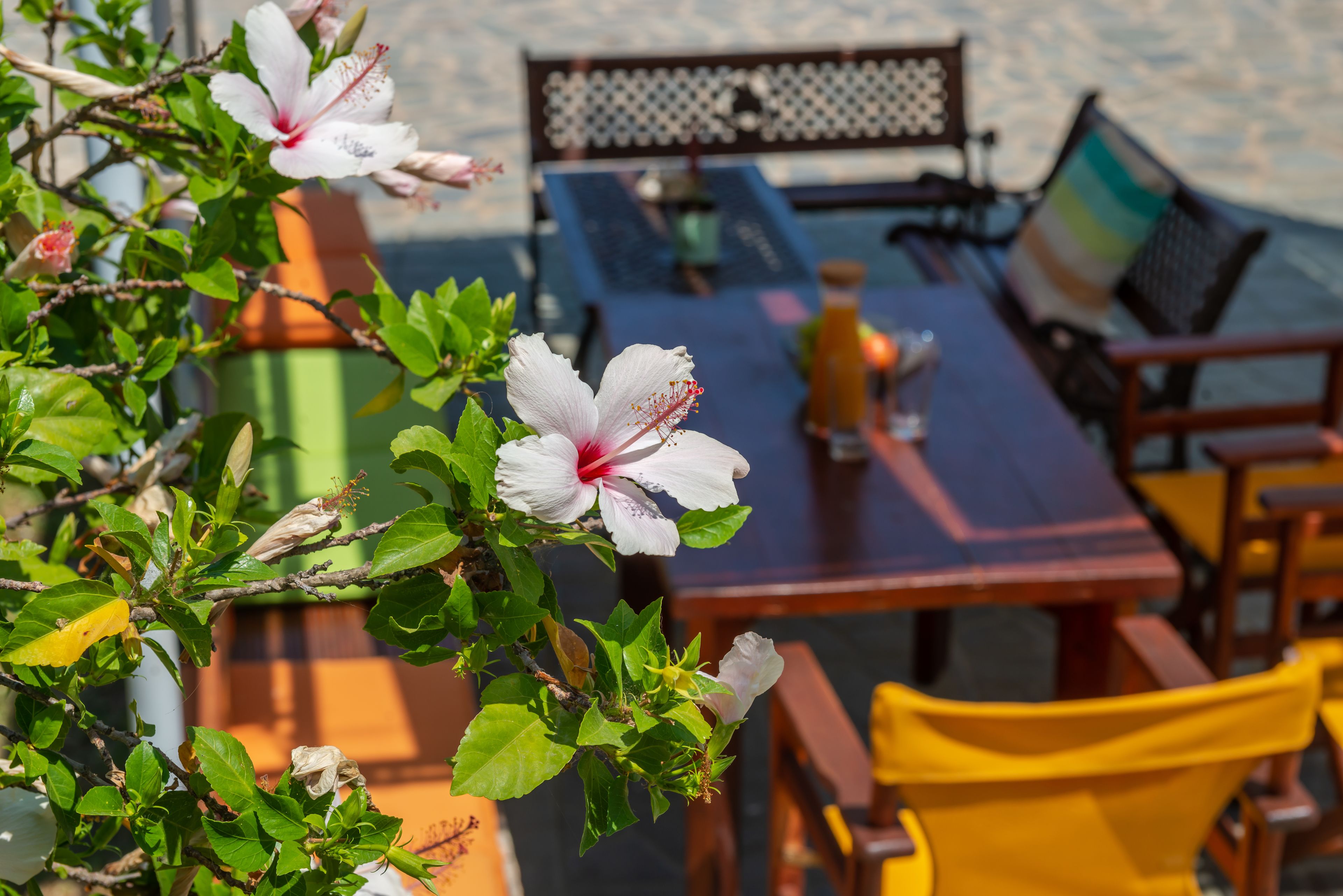 A dining area with a table and chairs, a bench, and a potted plant with flowers.