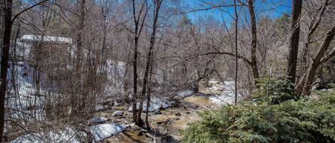 A forested area with a stream, trees, and snow-covered ground.
