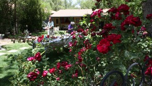 A garden with red roses and a house in the background. - Apple Creek Cottages (Prescott)