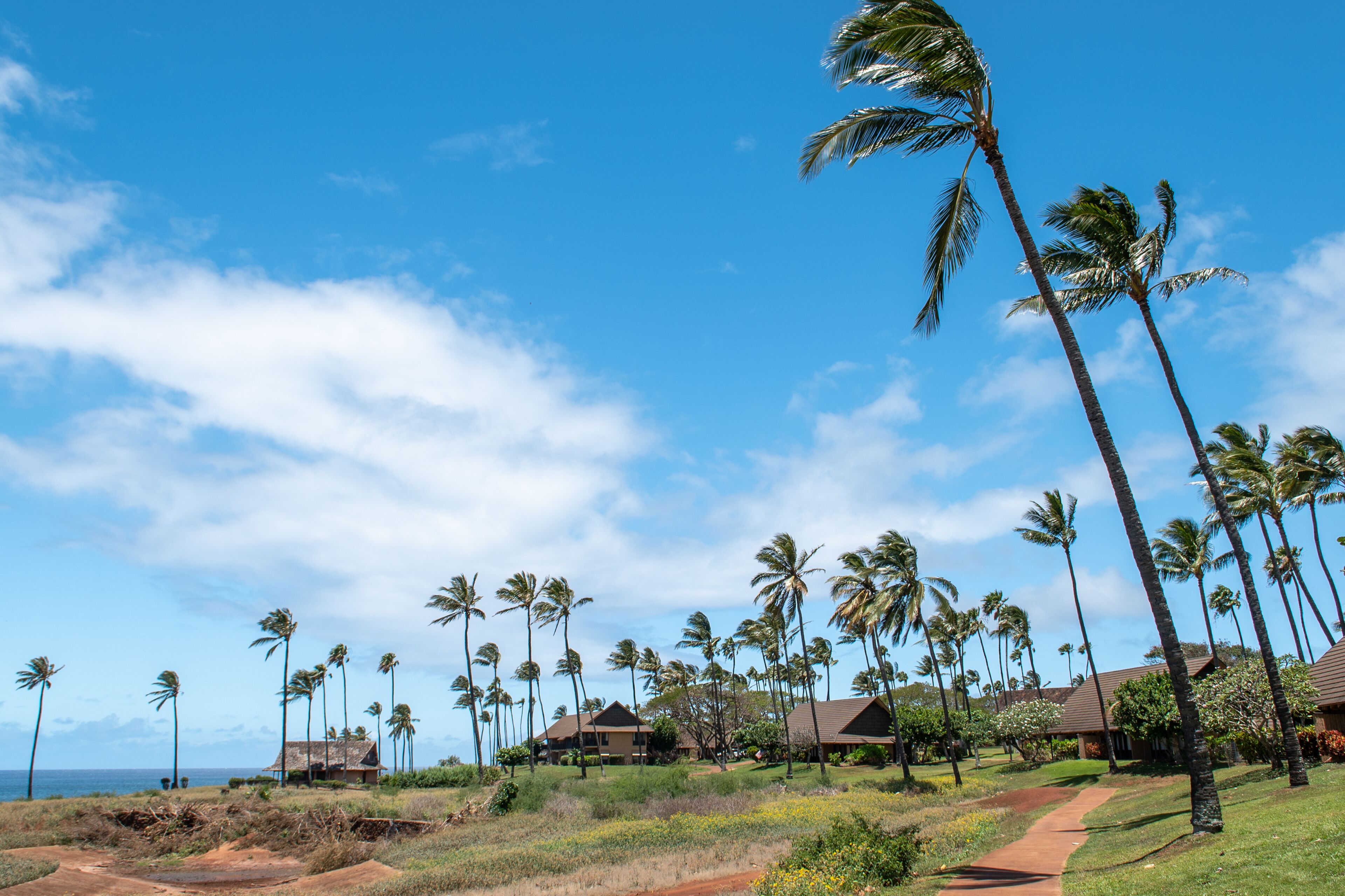 A tropical resort with palm trees, a pathway, and beachfront properties.