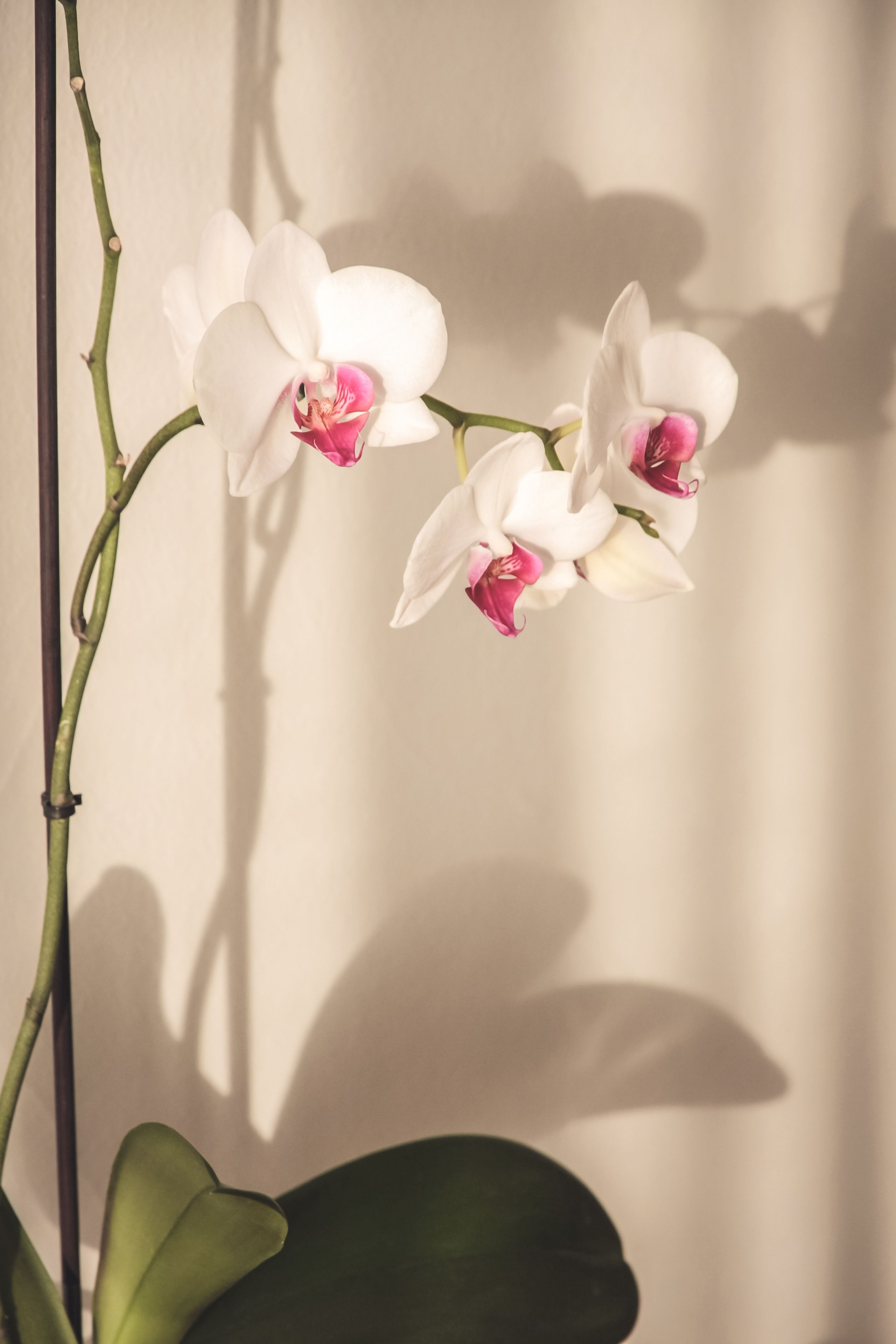 Photo - Green Hill Hotel