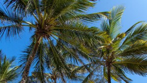 A beach with palm trees, sun loungers, and thatched umbrellas. - Turtle Bay Beach Club (Watamu)