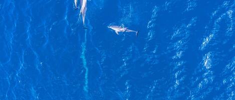 A view of the ocean with dolphins swimming.