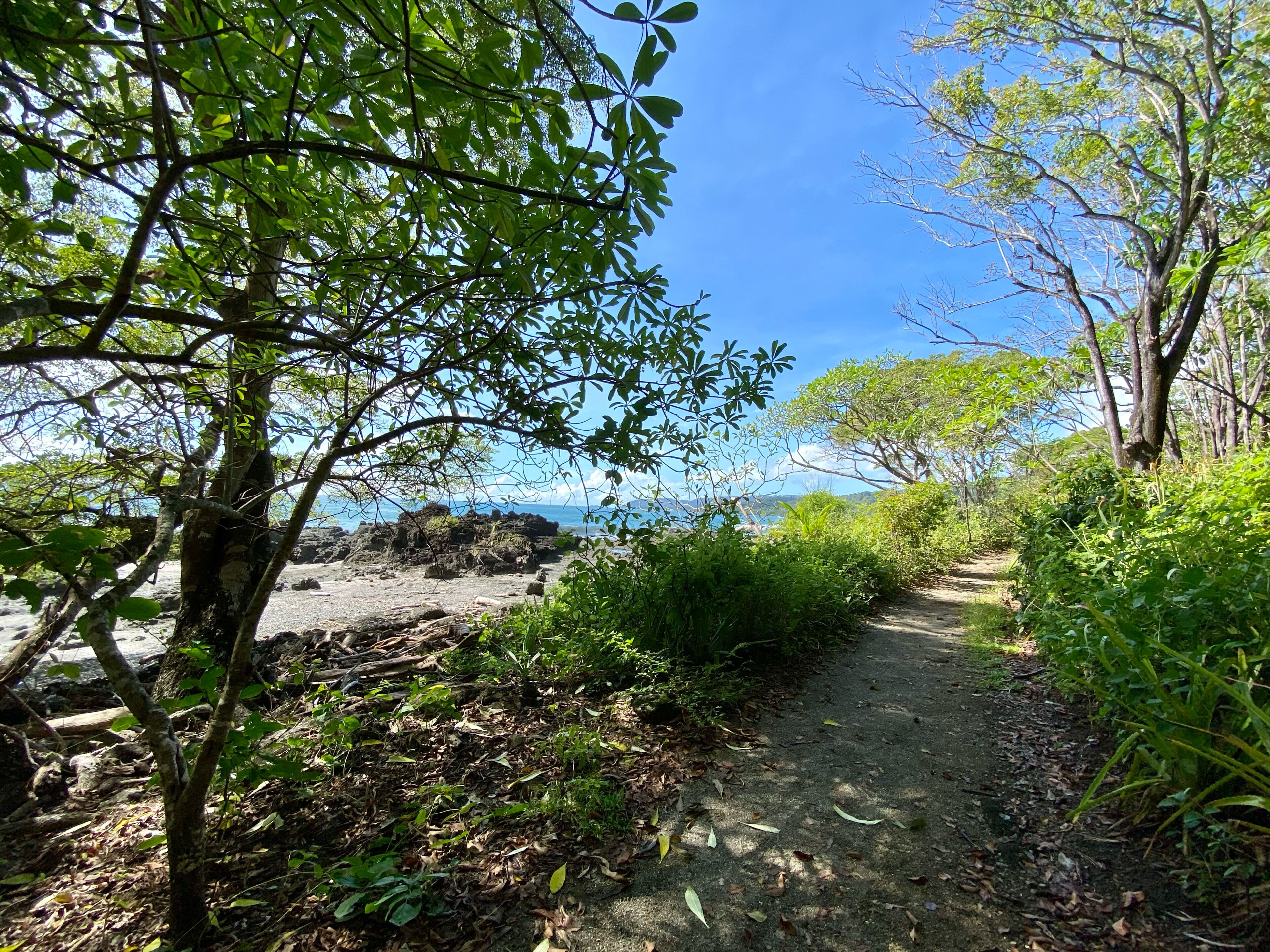 A natural path leading to a rocky shoreline with trees and greenery.
