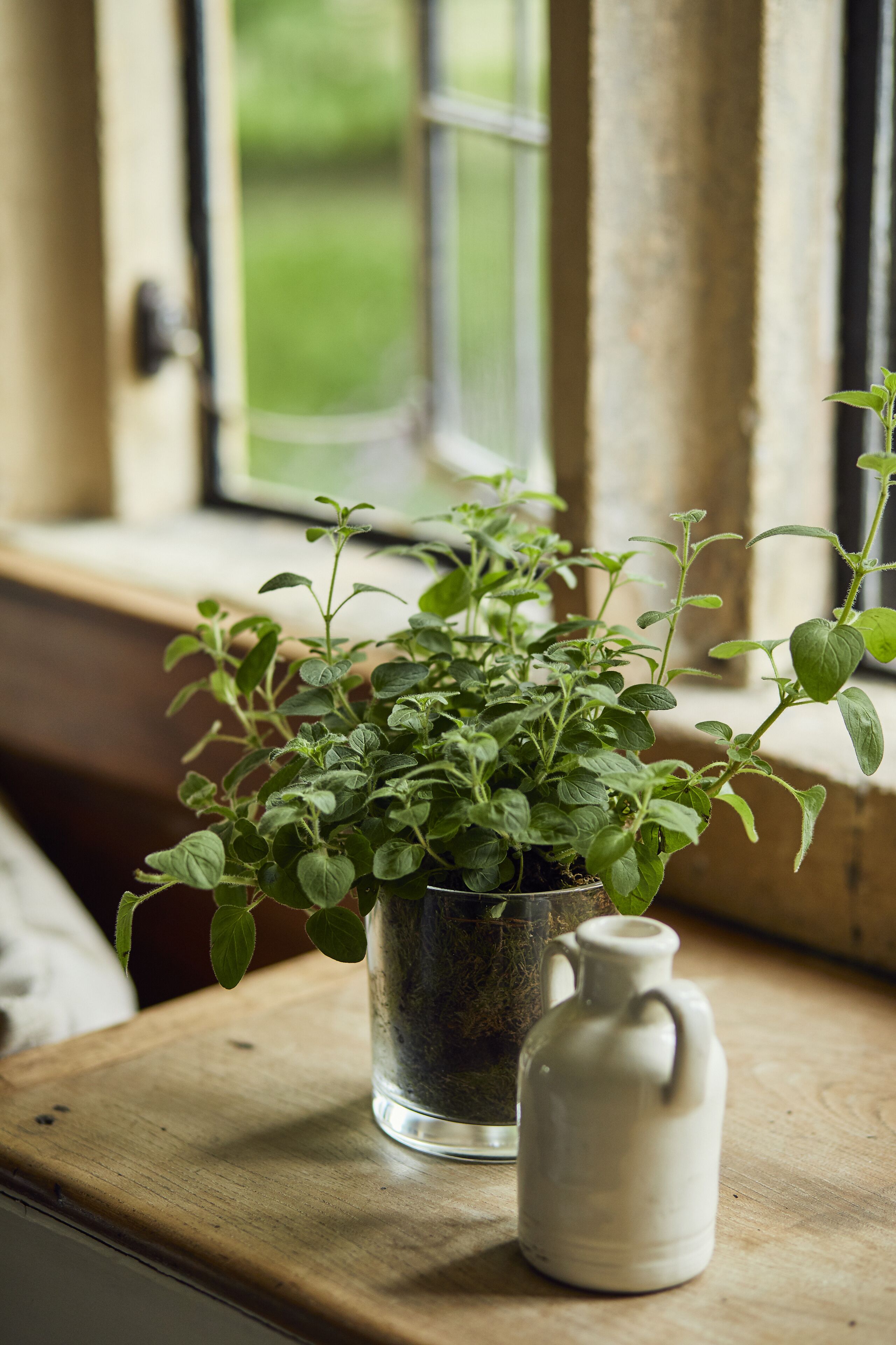 A potted plant on a wooden surface near a window.