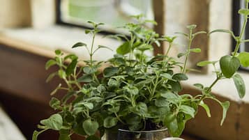 A potted plant on a wooden surface near a window.