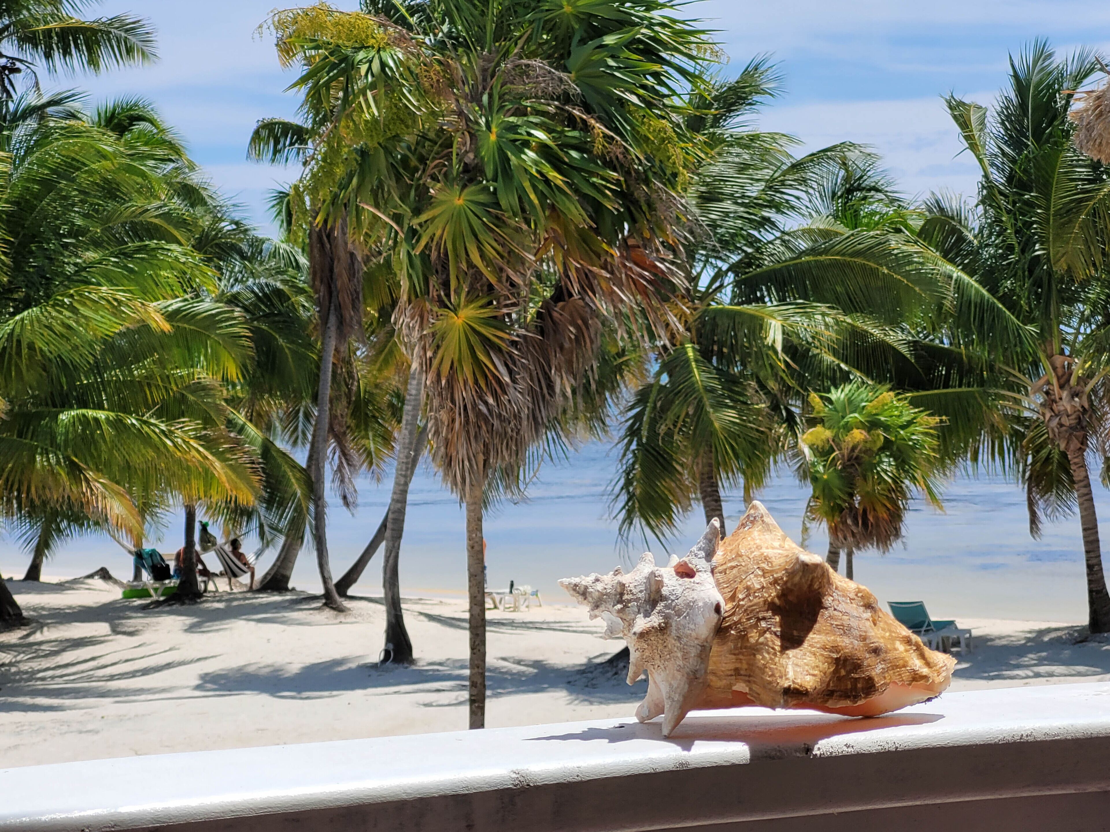 Eine Strandansicht mit Palmen und einer großen Muschel auf einem Geländer.