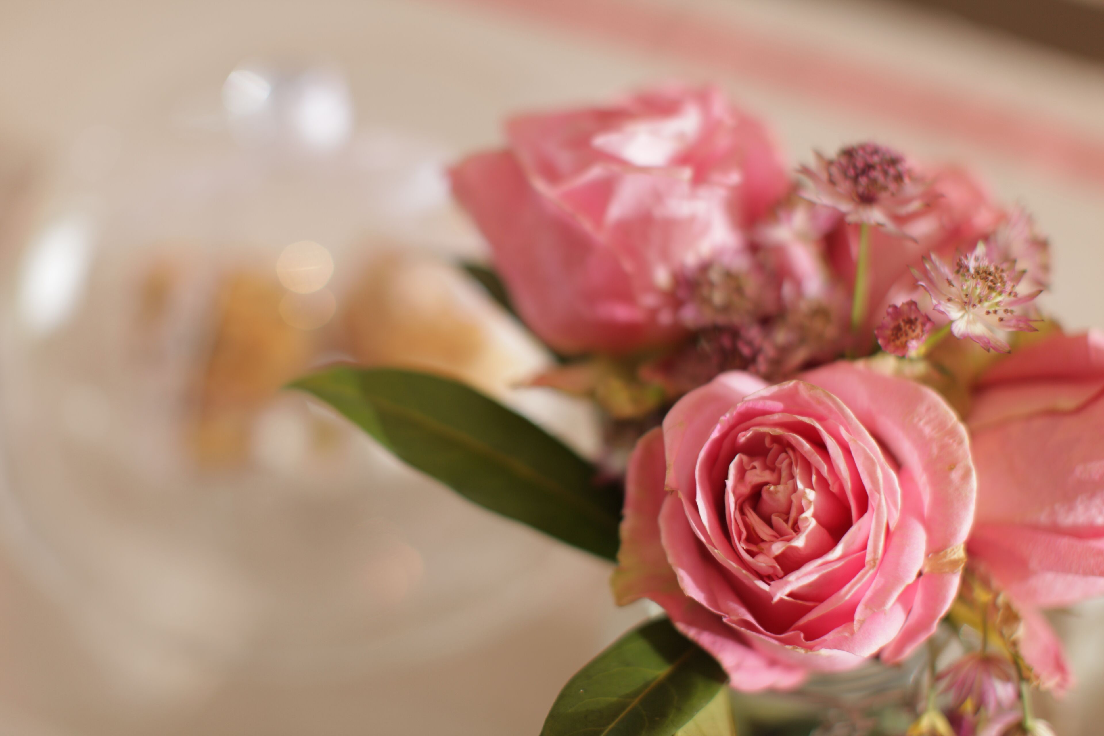Een roze roos in close-up, met een onscherpe achtergrond.