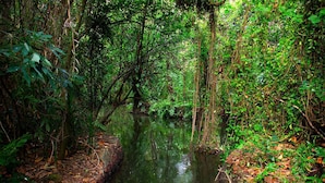 A dense forest with a narrow water channel. - Saro Lake County (Kottayam)
