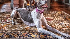 A spacious room with a fireplace, a dog lying on a patterned rug, and a bottle of champagne on the mantel.