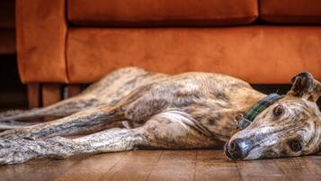 A dog lying on a wooden floor with a brown couch in the background.