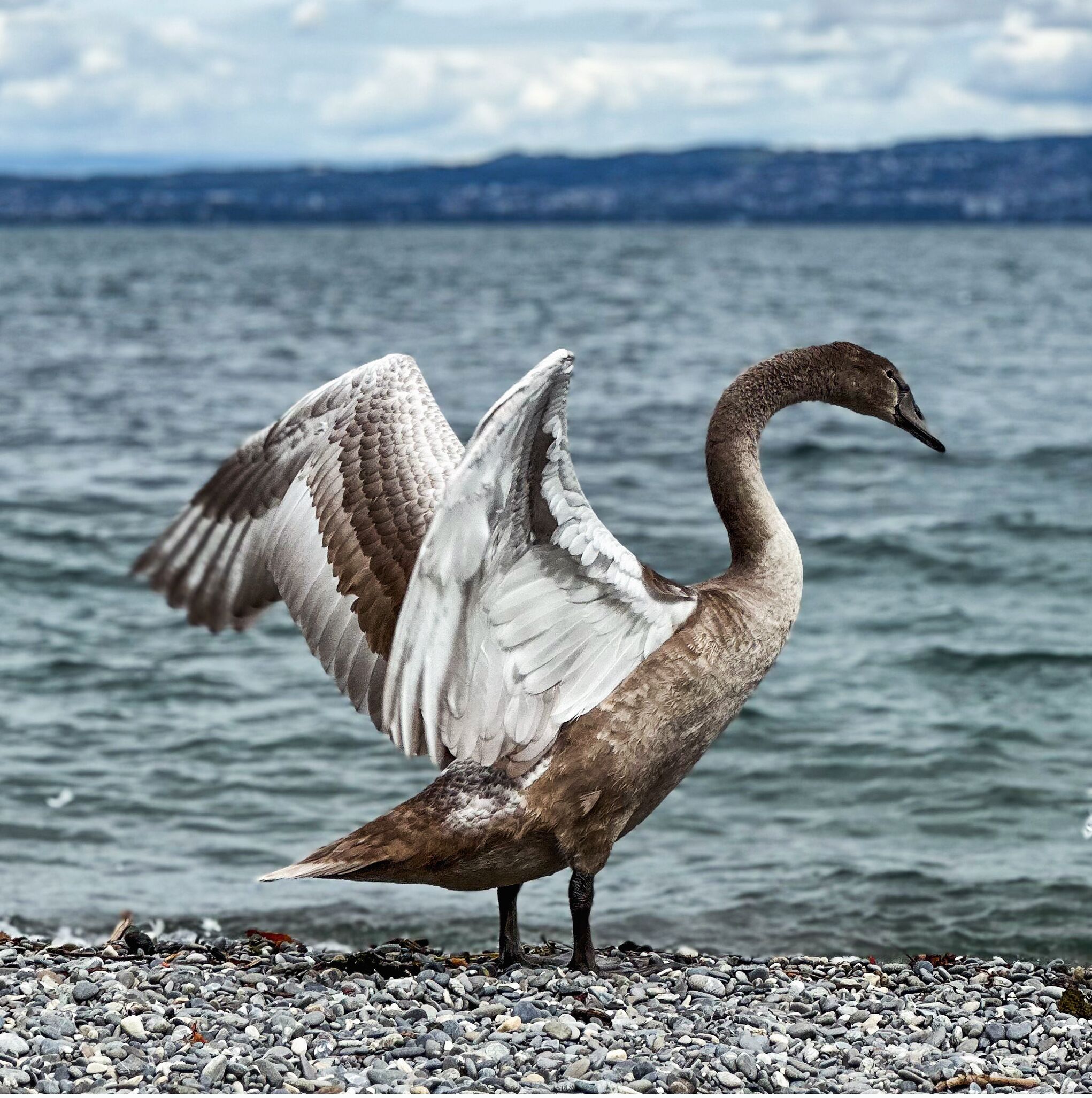 Ein Vogel steht an einem Kiesstrand, im Hintergrund ist ein Gewässer und entferntes Land zu sehen.