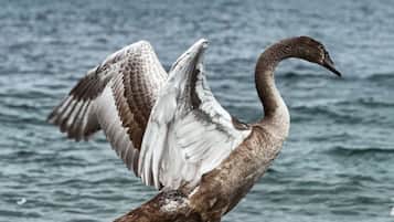 Ein Vogel steht an einem Kiesstrand, im Hintergrund ist ein Gewässer und entferntes Land zu sehen.