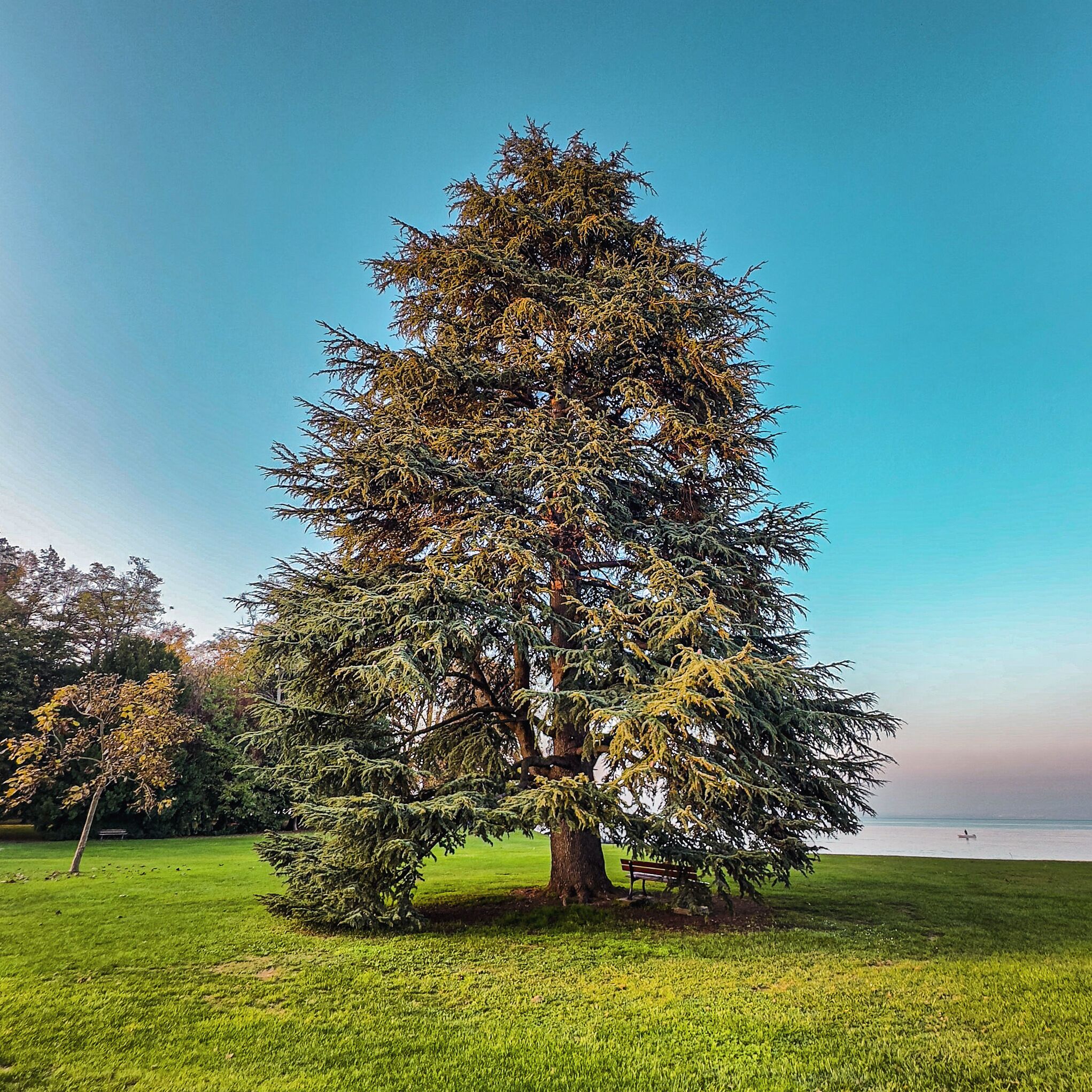 Un grand arbre dans un parc, avec un banc et une étendue d’eau en arrière-plan.