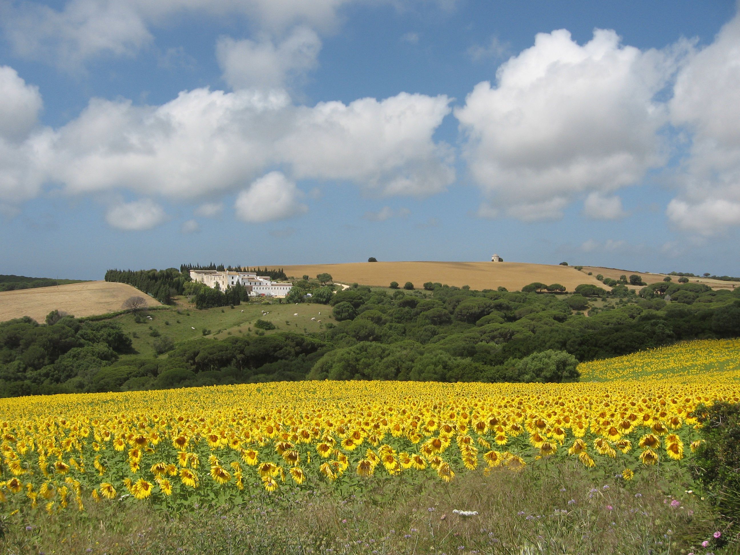A field of sunflowers with a building in the background.