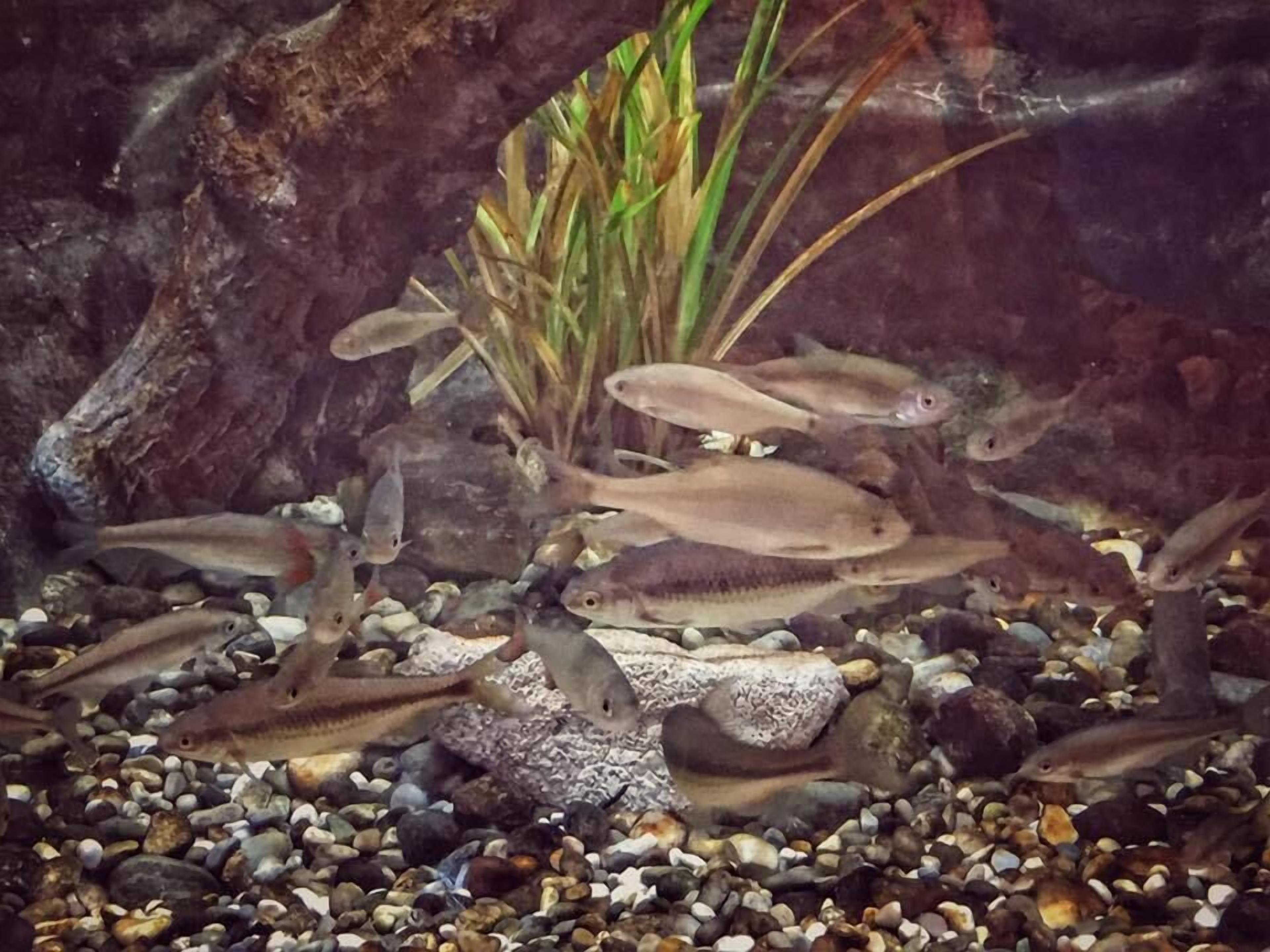 An aquarium with multiple fish swimming among rocks and aquatic plants.