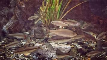 An aquarium with multiple fish swimming among rocks and aquatic plants.