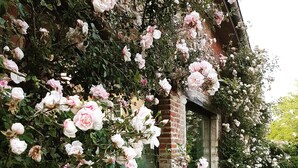 A garden with blooming pink and white roses along a brick wall. - Park 7 (Huldenberg)