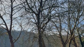 A tranquil riverside scene with bare trees and a calm water body reflecting the surroundings.