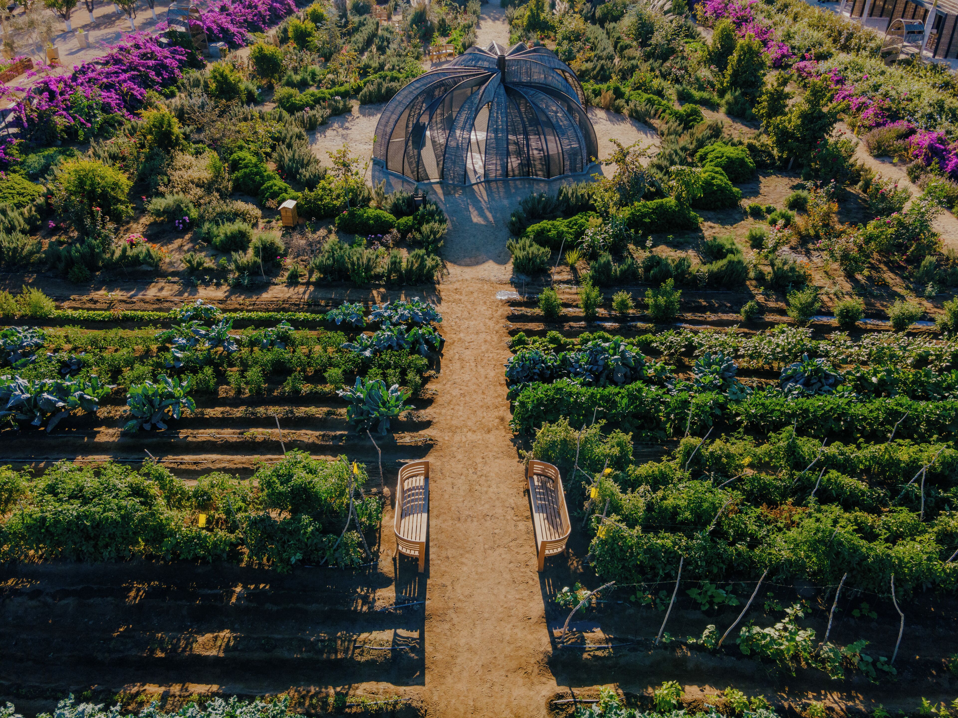 An aerial view of a garden with rows of plants and a central structure.