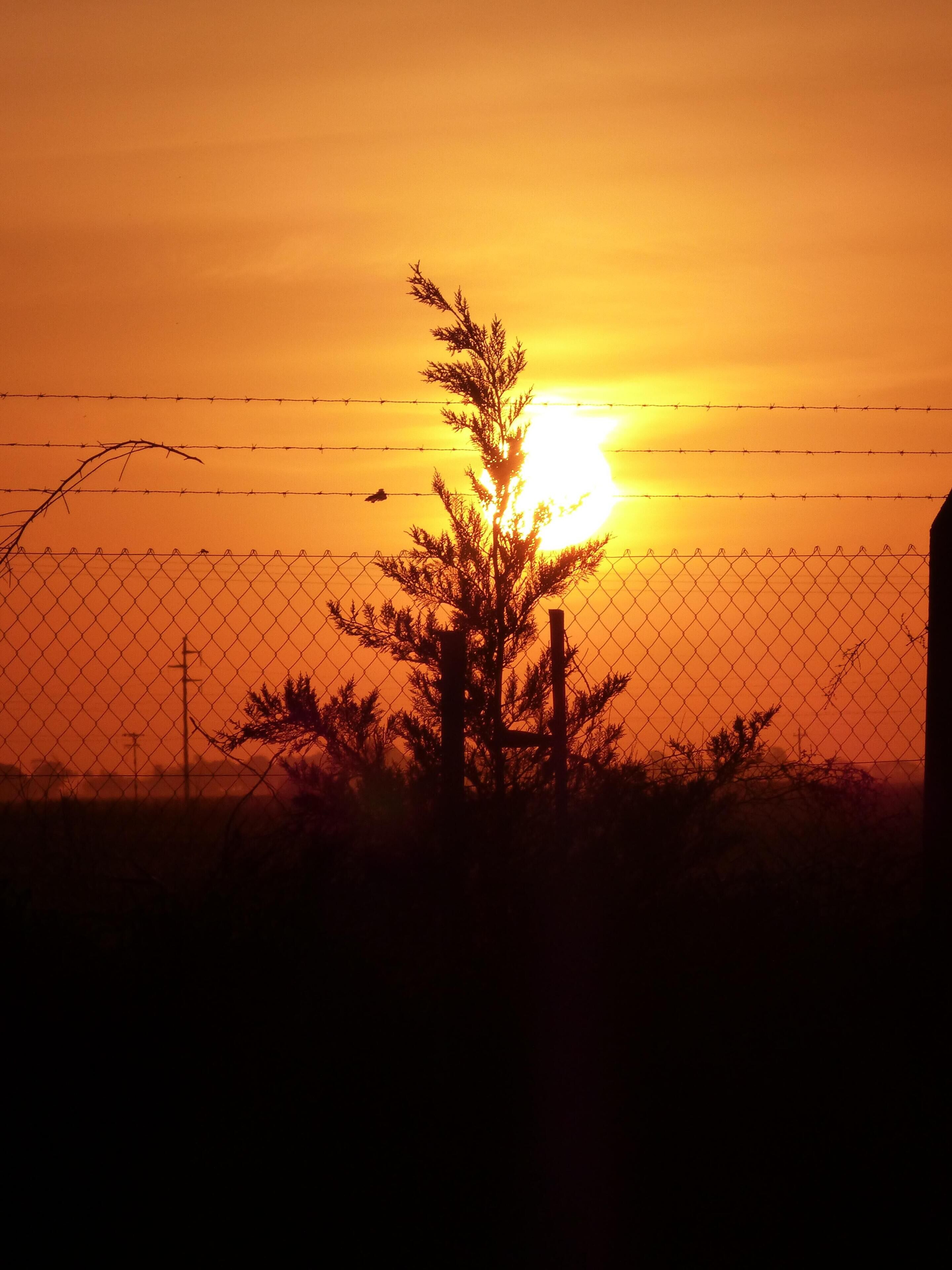 A sunset behind a chain-link fence with a silhouette of a tree in the foreground.