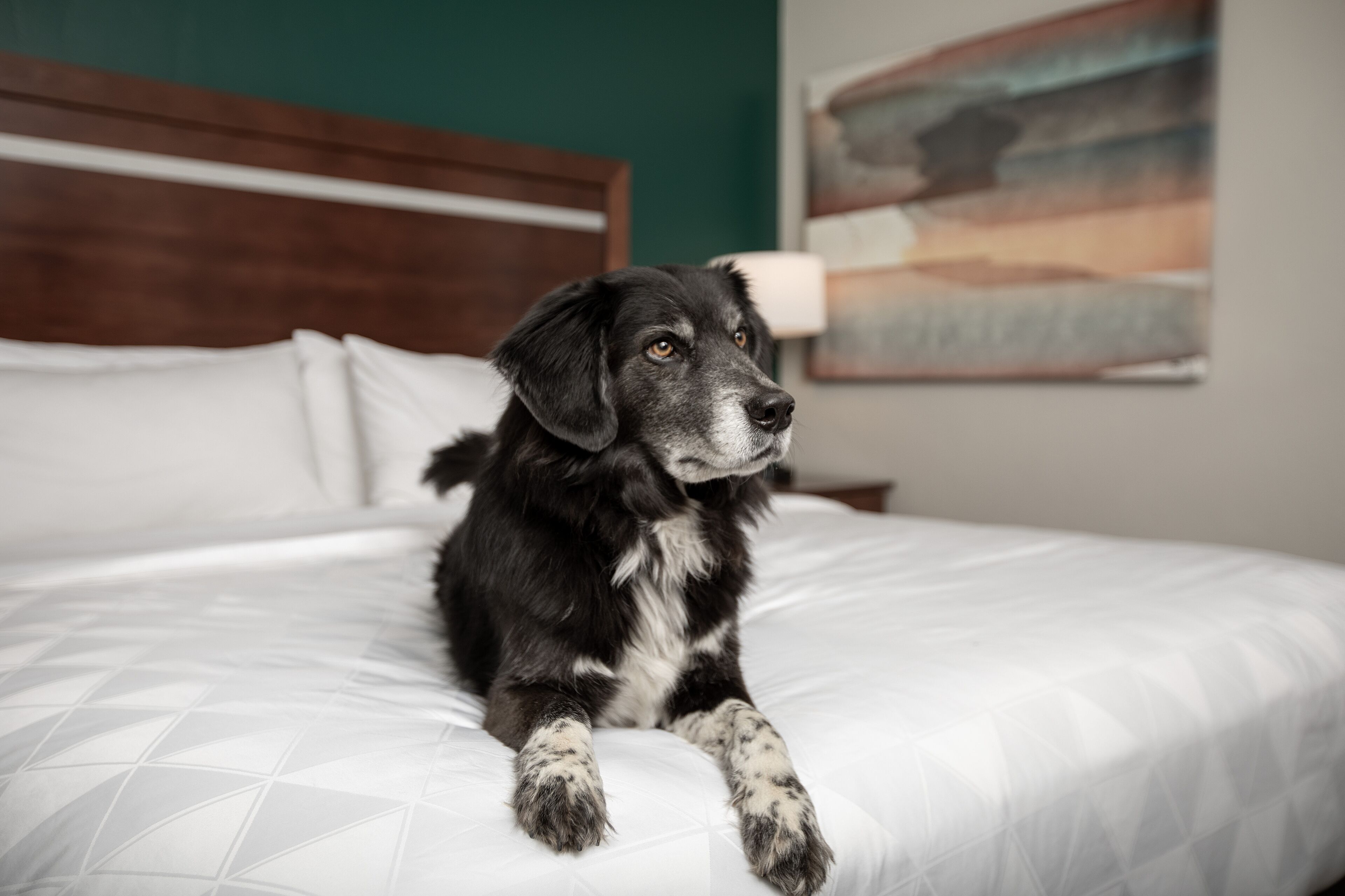 Um cão sentado numa cama com cabeceira de madeira e um quadro na parede.
