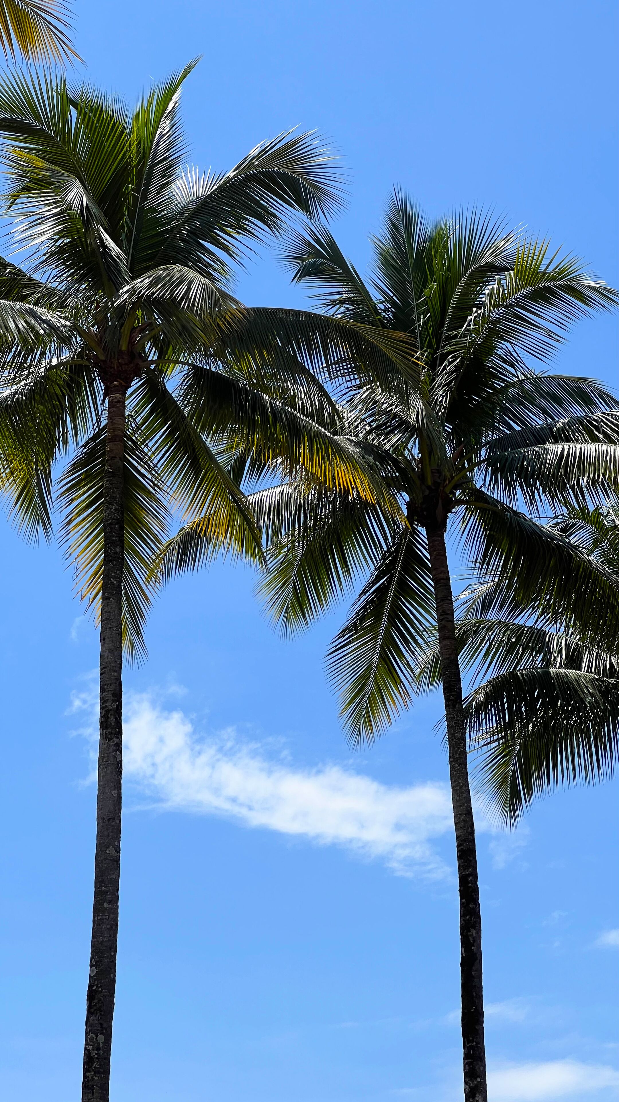 Tall palm trees against a clear blue sky.