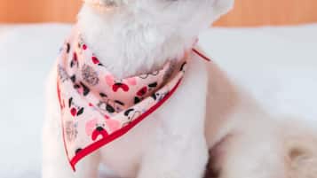 Um cão branco com uma bandana rosa sentado em uma cama.