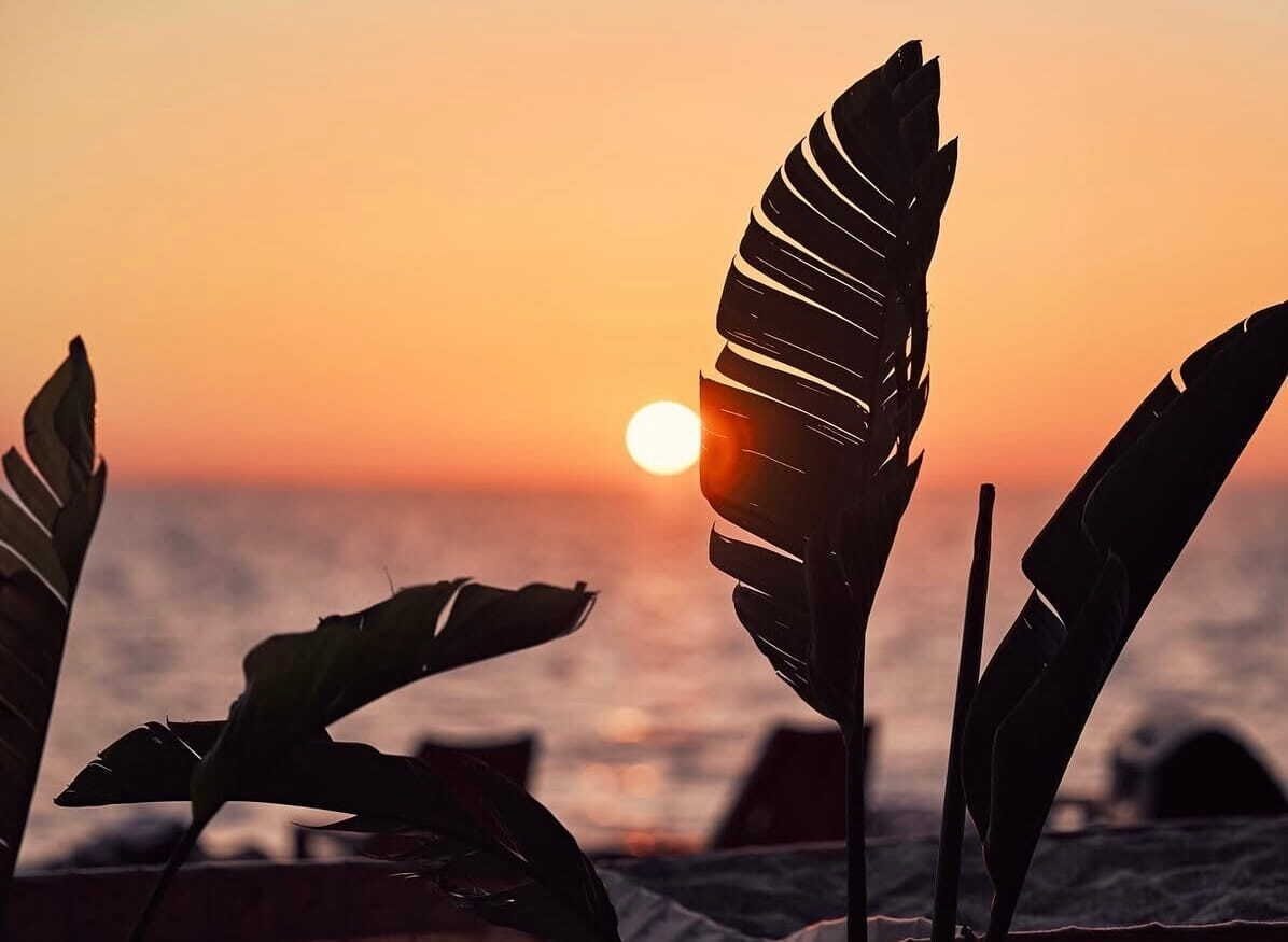 A sunset with silhouettes of tropical leaves and a distant sun.
