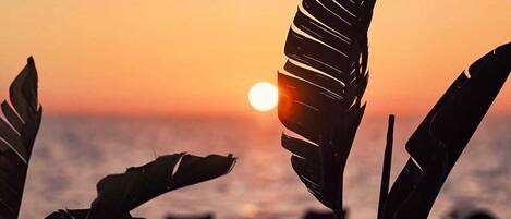 A sunset with silhouettes of tropical leaves and a distant sun.
