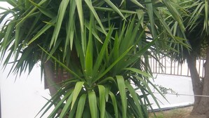 A large agave plant with long, pointed leaves in a garden setting. - Sirocco Apartments (Hersonissos)