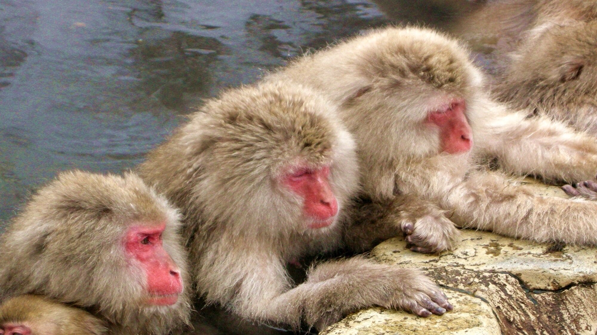 A group of monkeys sitting on a rock by a body of water.
