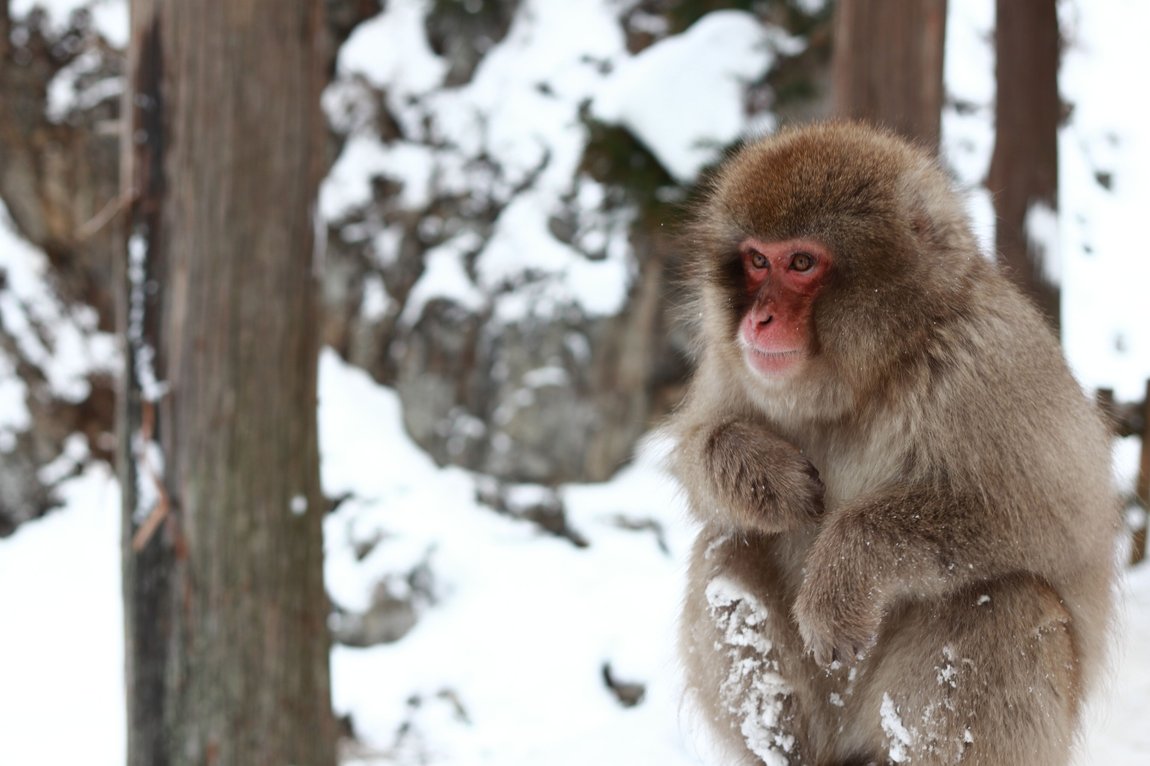 A monkey sitting in a snowy environment with trees in the background.