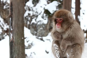 A monkey sitting in a snowy environment with trees in the background.