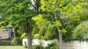 A landscaped garden with mature trees, a brick wall, and a metal fence. - Quality Apartments Banksia Albany (Centennial Park)