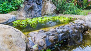 Un estanque con rocas y plantas.