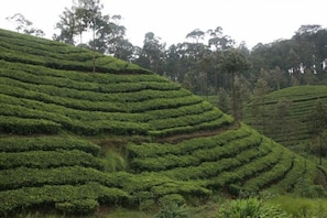 Terraced tea plantations with dense greenery and trees in the background.
