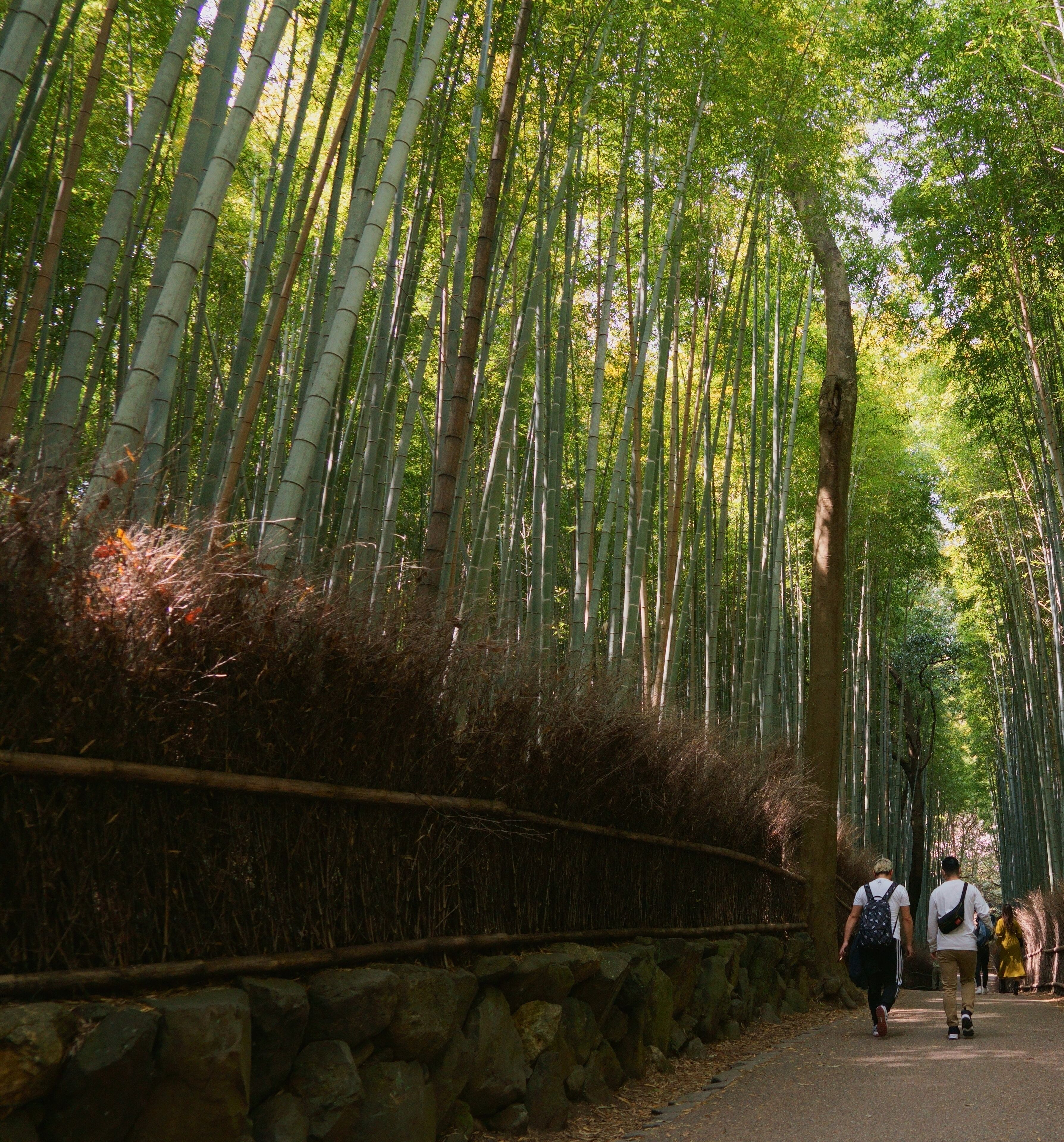 A pathway lined with tall bamboo trees, a stone wall on one side, and a few people walking.